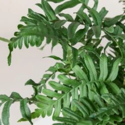 Polypodium Vulgare -Plant Discount Store 192 scaled 1