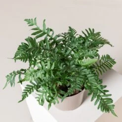 Polypodium Vulgare -Plant Discount Store 193 scaled 1