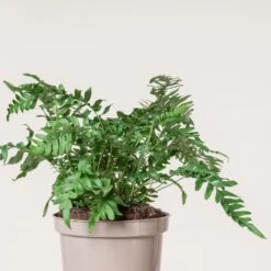 Polypodium Vulgare -Plant Discount Store 194
