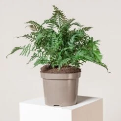 Polypodium Vulgare -Plant Discount Store 195 scaled 1