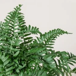 Polypodium Vulgare -Plant Discount Store 196 scaled 1