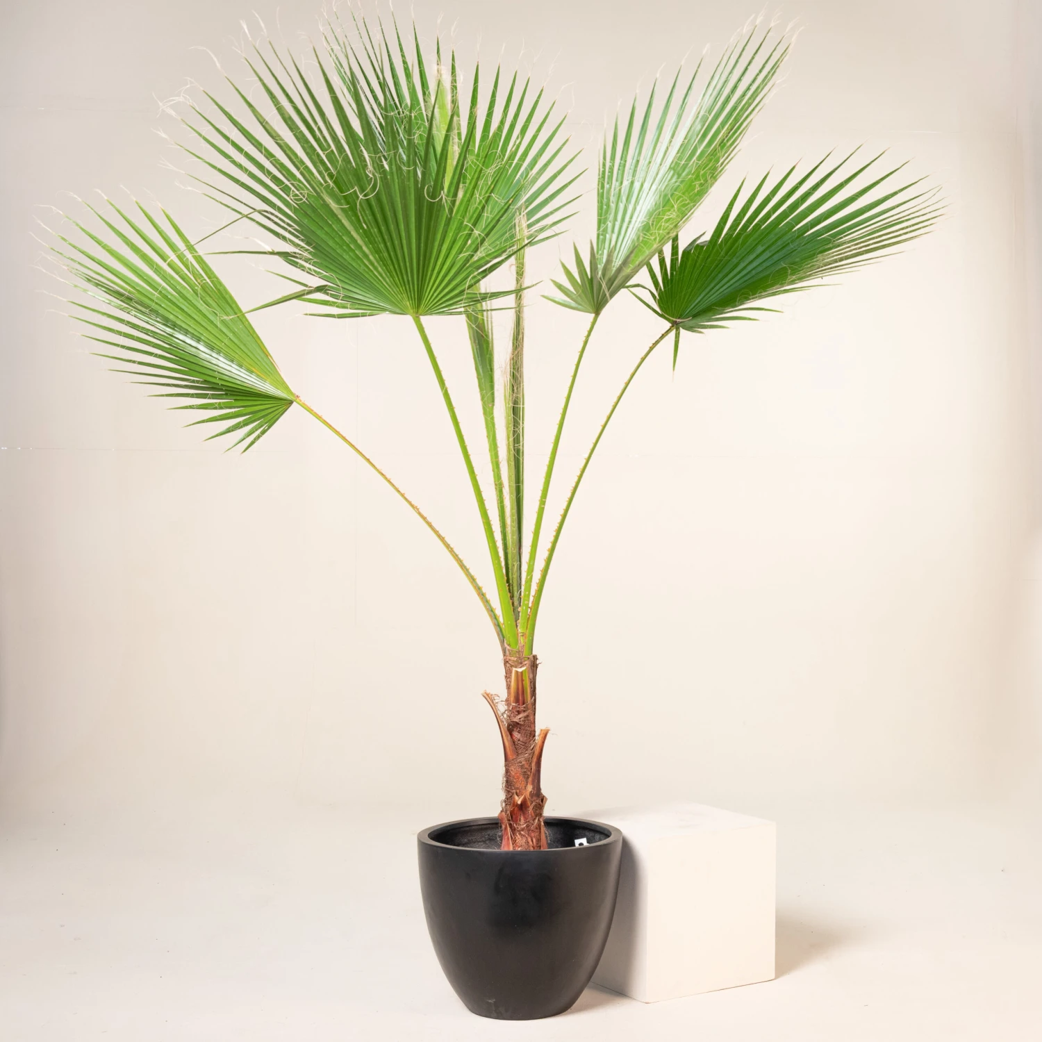 Washingtonia Robusta 6 Washingtonia Robusta - Image 6