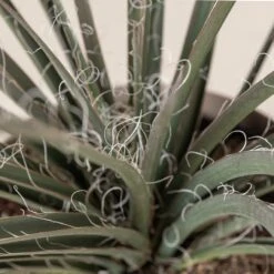 Hesperaloe Parviflora -Plant Discount Store 237 scaled 1