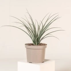 Hesperaloe Parviflora