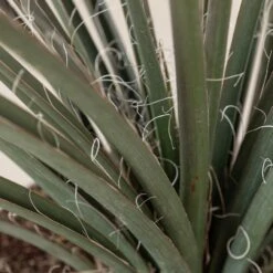 Hesperaloe Parviflora -Plant Discount Store 239 scaled 1