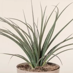 Hesperaloe Parviflora -Plant Discount Store 240 scaled 1