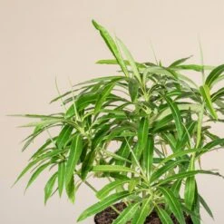 Euphorbia Mellifera -Plant Discount Store 2914