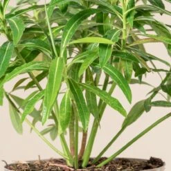 Euphorbia Mellifera -Plant Discount Store 2915