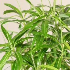 Euphorbia Mellifera -Plant Discount Store 2916