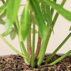 Euphorbia Mellifera -Plant Discount Store 2917