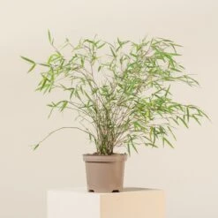 Plant Discount Store -Plant Discount Store 3 scaled 1