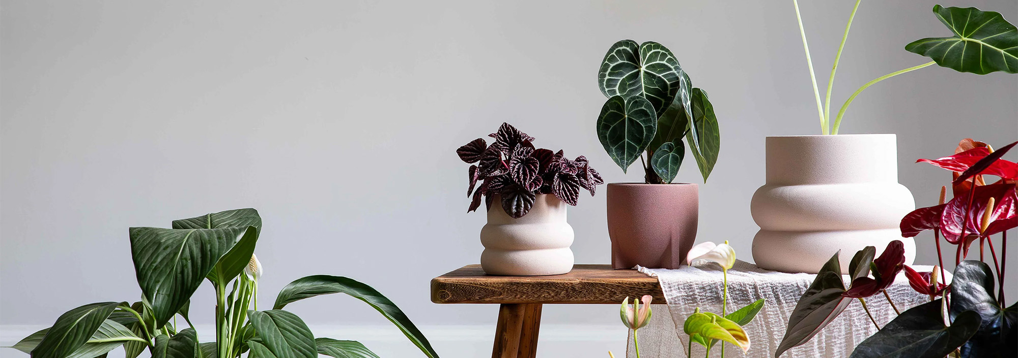 Plant Discount Store -Plant Discount Store 3