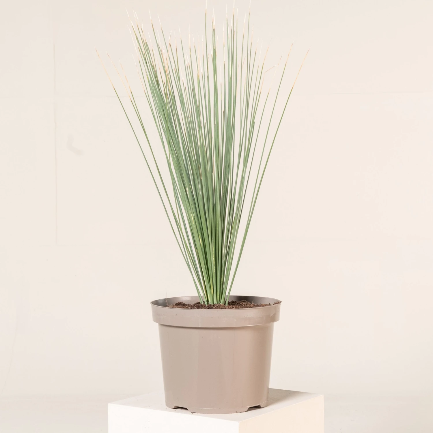 Dasylirion Longissimum 1 Dasylirion Longissimum