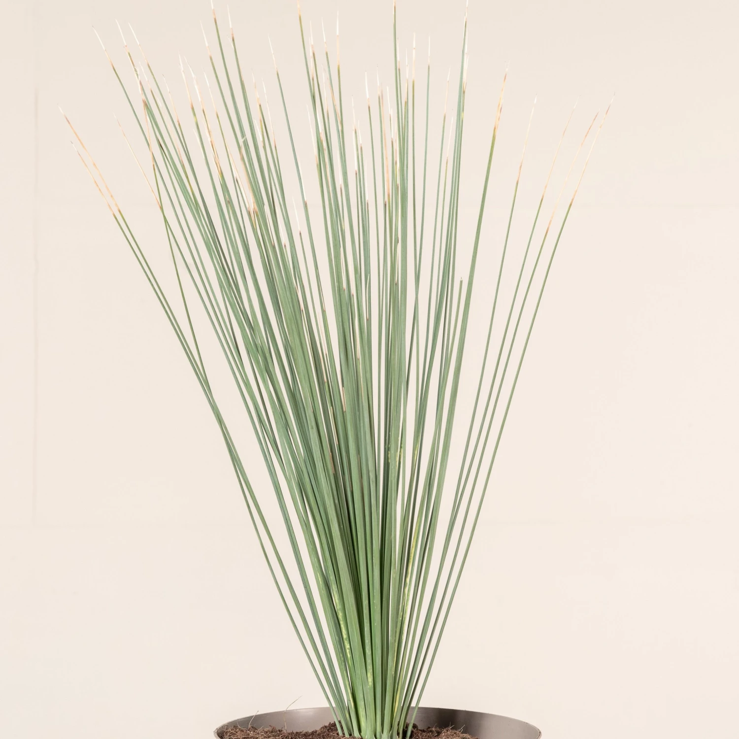 Dasylirion Longissimum 2 Dasylirion Longissimum - Image 2