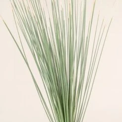 Dasylirion Longissimum 11 Dasylirion Longissimum -Plant Discount Store 33 scaled 1