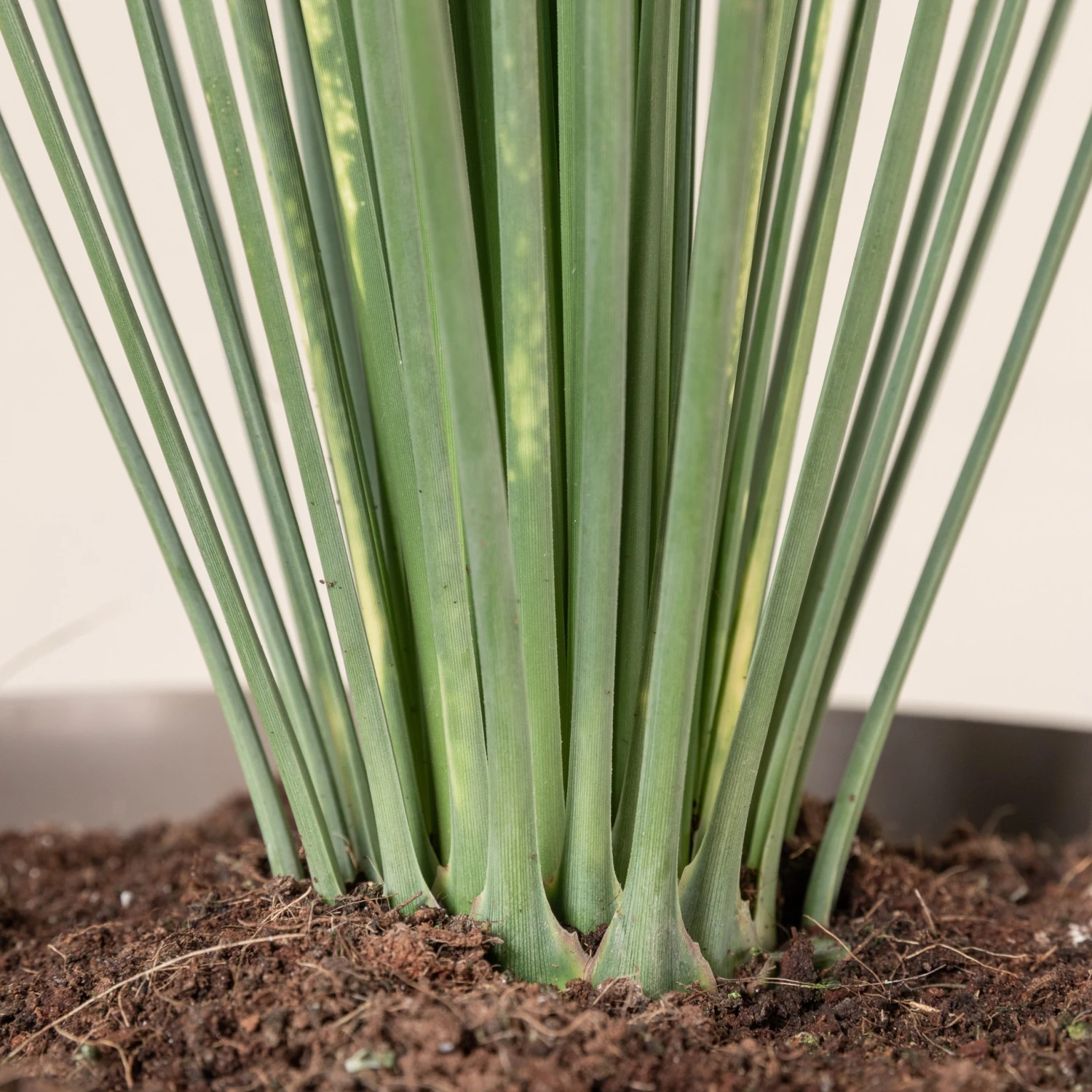 Dasylirion Longissimum 4 Dasylirion Longissimum - Image 4