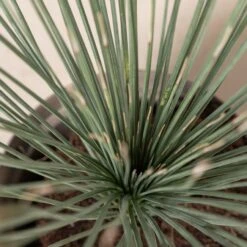 Dasylirion Longissimum 13 Dasylirion Longissimum -Plant Discount Store 35 scaled 1