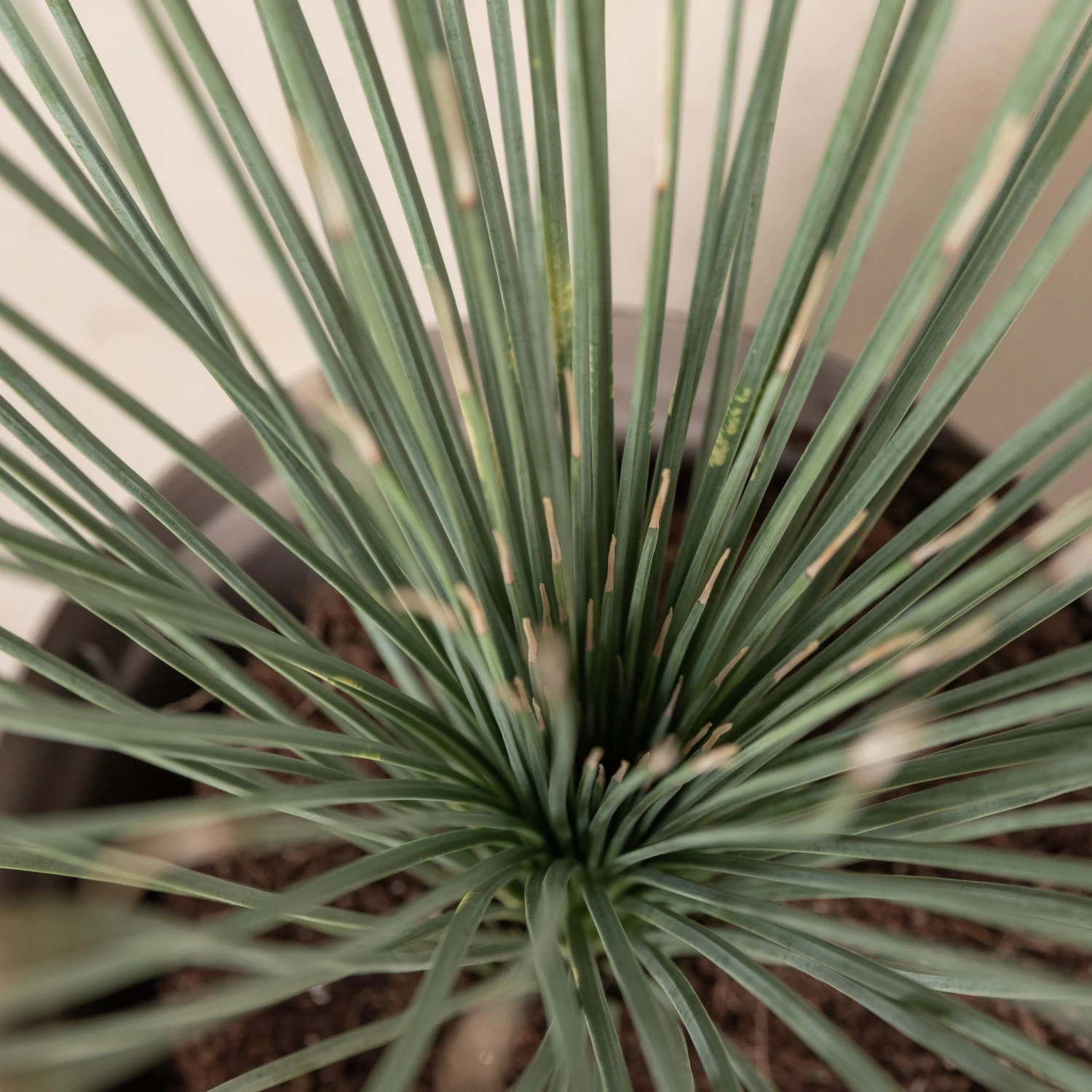 Dasylirion Longissimum 5 Dasylirion Longissimum - Image 5