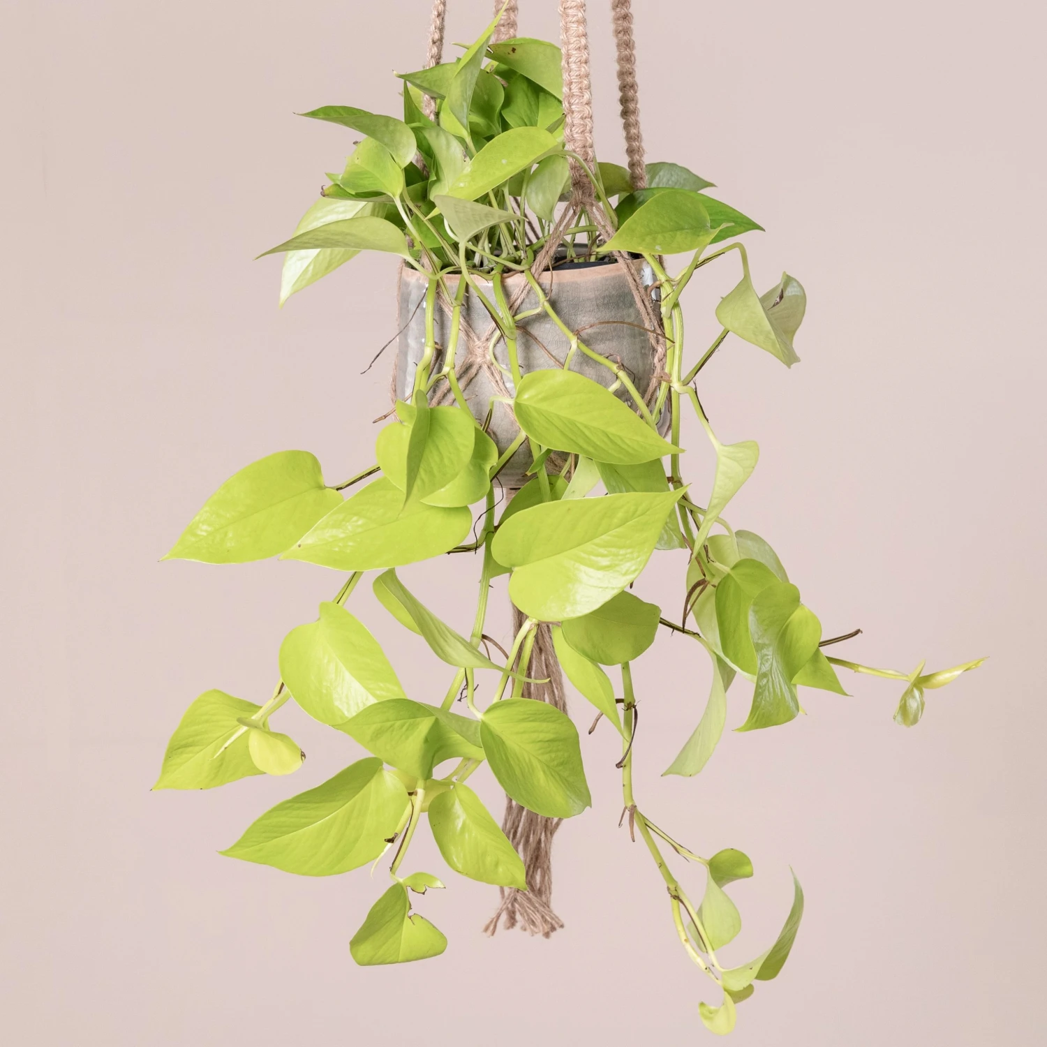 Scindapsus ‘Golden Pothos’ 1 Scindapsus ‘Golden Pothos’