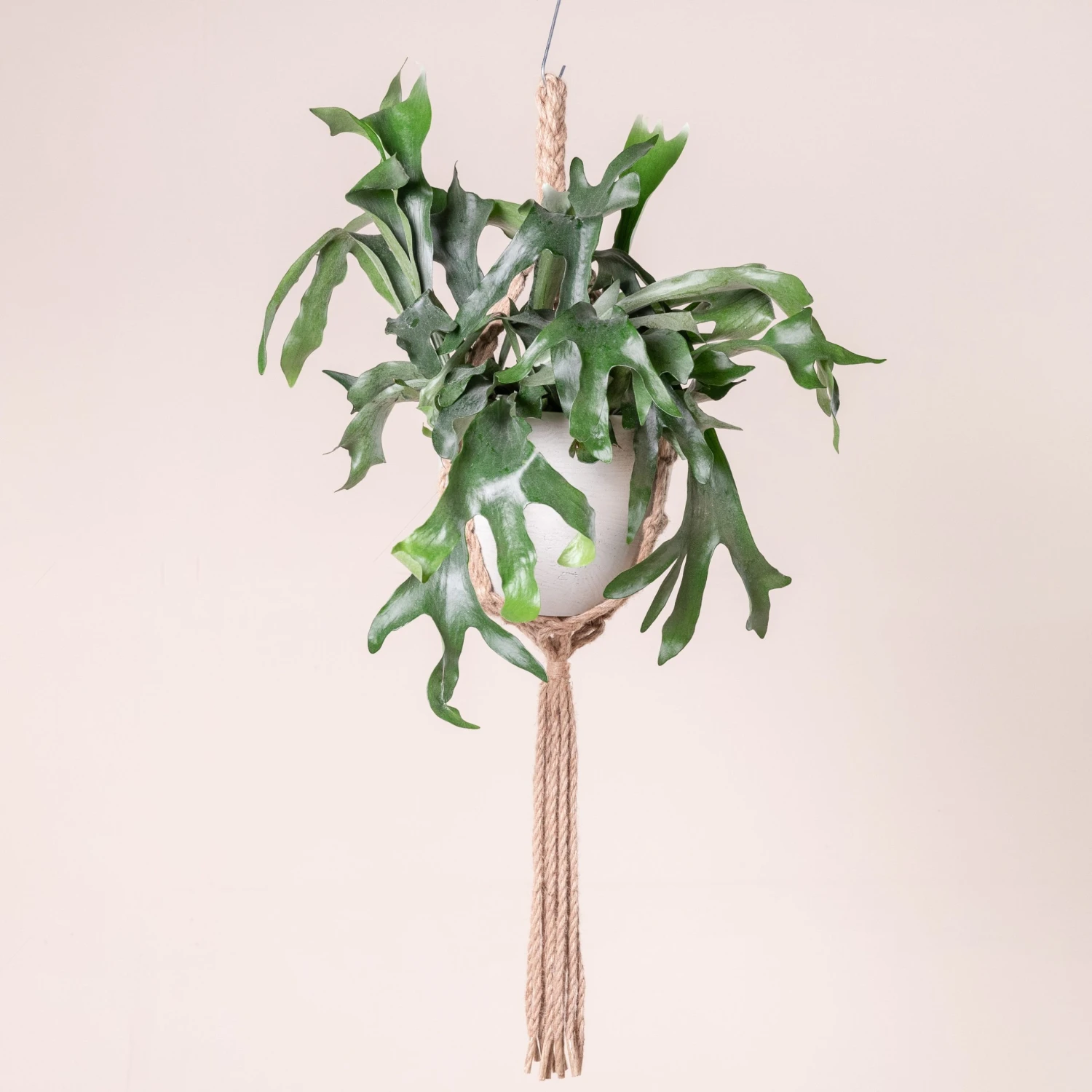 Platycerium Bifurcatum 2 Platycerium Bifurcatum - Image 2