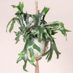 Platycerium Bifurcatum