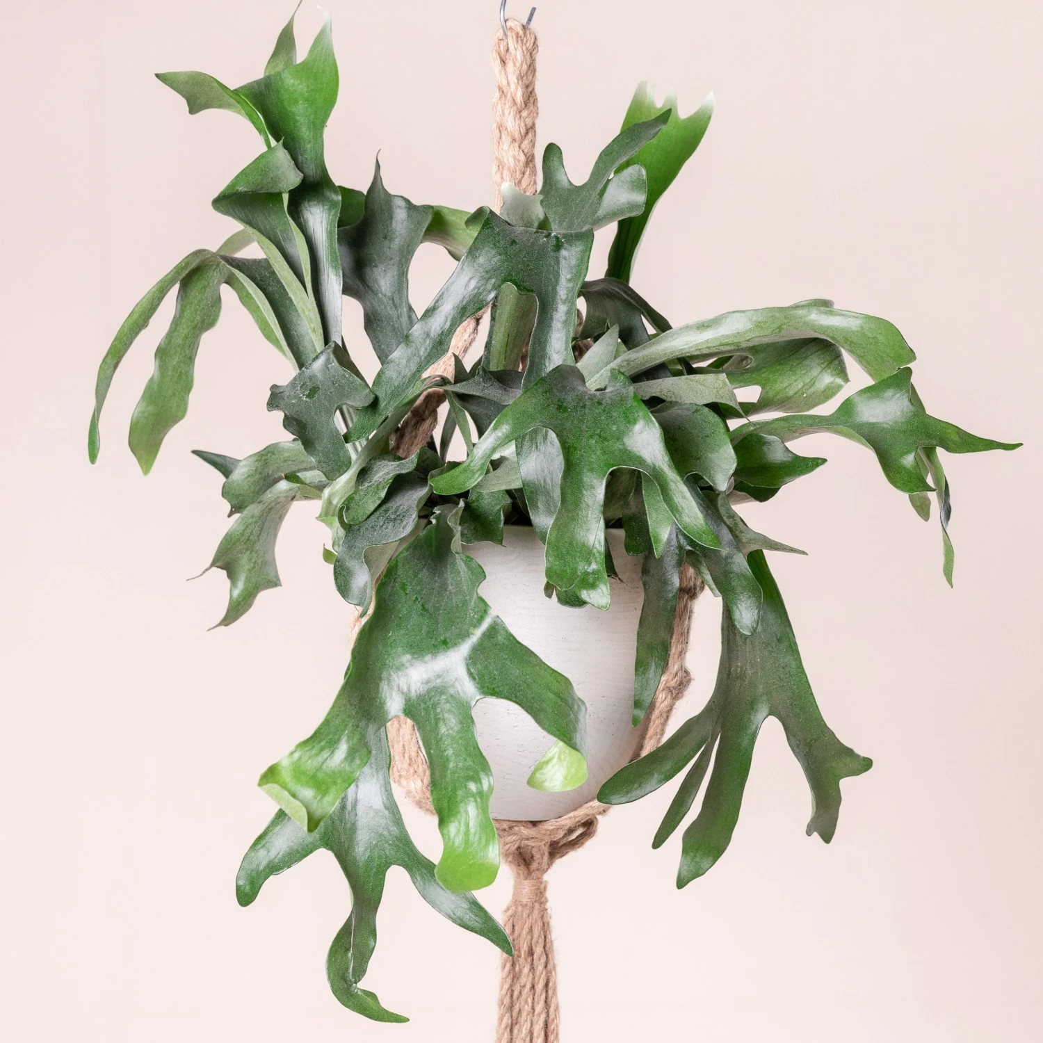 Platycerium Bifurcatum 1 Platycerium Bifurcatum