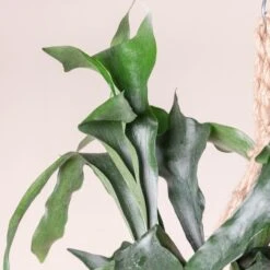 Platycerium Bifurcatum 20 Platycerium Bifurcatum -Plant Discount Store 359 scaled 1