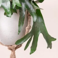 Platycerium Bifurcatum 16 Platycerium Bifurcatum -Plant Discount Store 360 scaled 1