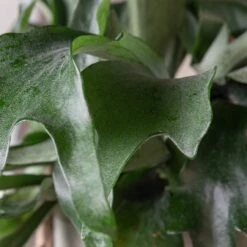 Platycerium Bifurcatum 15 Platycerium Bifurcatum -Plant Discount Store 361 scaled 1