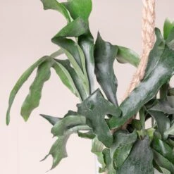 Platycerium Bifurcatum 14 Platycerium Bifurcatum -Plant Discount Store 363 scaled 1