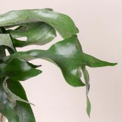 Platycerium Bifurcatum 19 Platycerium Bifurcatum -Plant Discount Store 364 scaled 1