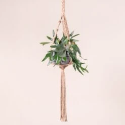 Platycerium Bifurcatum 21 Platycerium Bifurcatum -Plant Discount Store 365 scaled 1