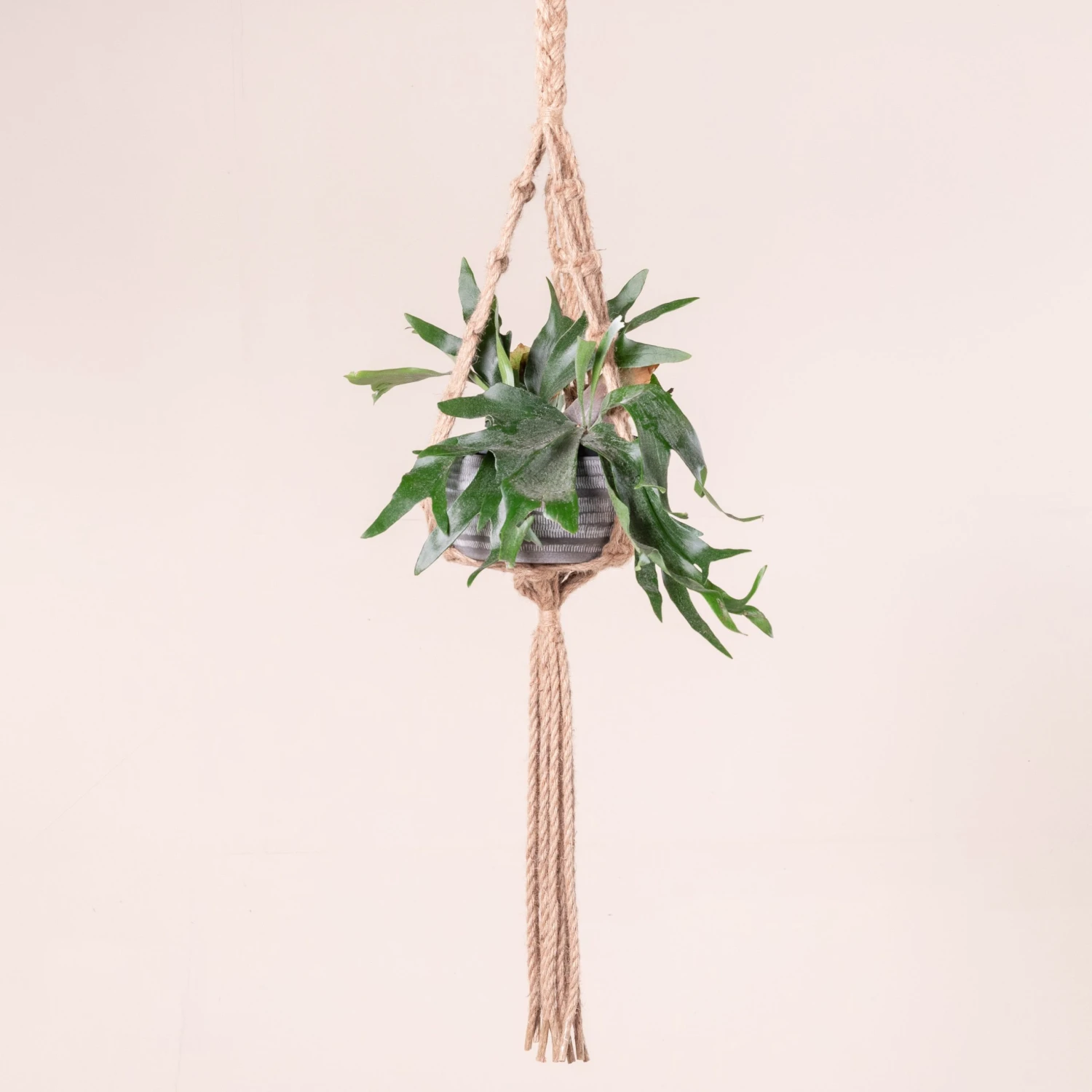 Platycerium Bifurcatum 10 Platycerium Bifurcatum - Image 10