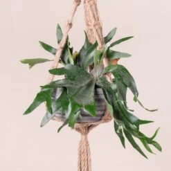 Platycerium Bifurcatum 22 Platycerium Bifurcatum -Plant Discount Store 366 scaled 1