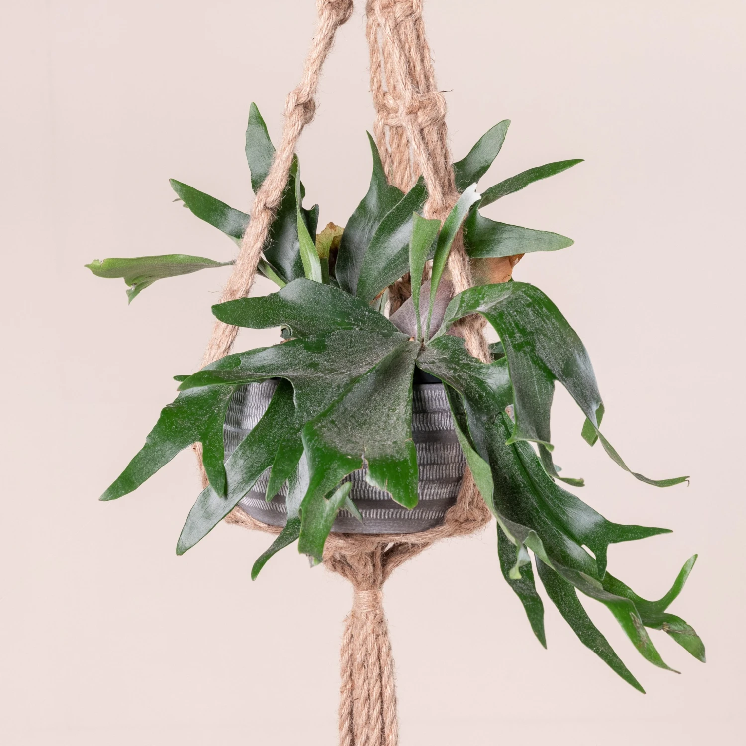 Platycerium Bifurcatum 11 Platycerium Bifurcatum - Image 11