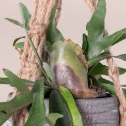 Platycerium Bifurcatum 17 Platycerium Bifurcatum -Plant Discount Store 367 scaled 1