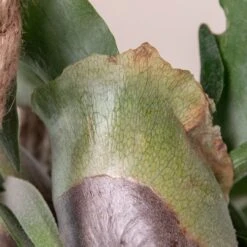 Platycerium Bifurcatum 18 Platycerium Bifurcatum -Plant Discount Store 368 scaled 1