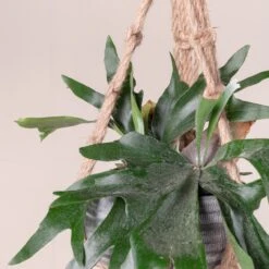 Platycerium Bifurcatum 23 Platycerium Bifurcatum -Plant Discount Store 369 scaled 1