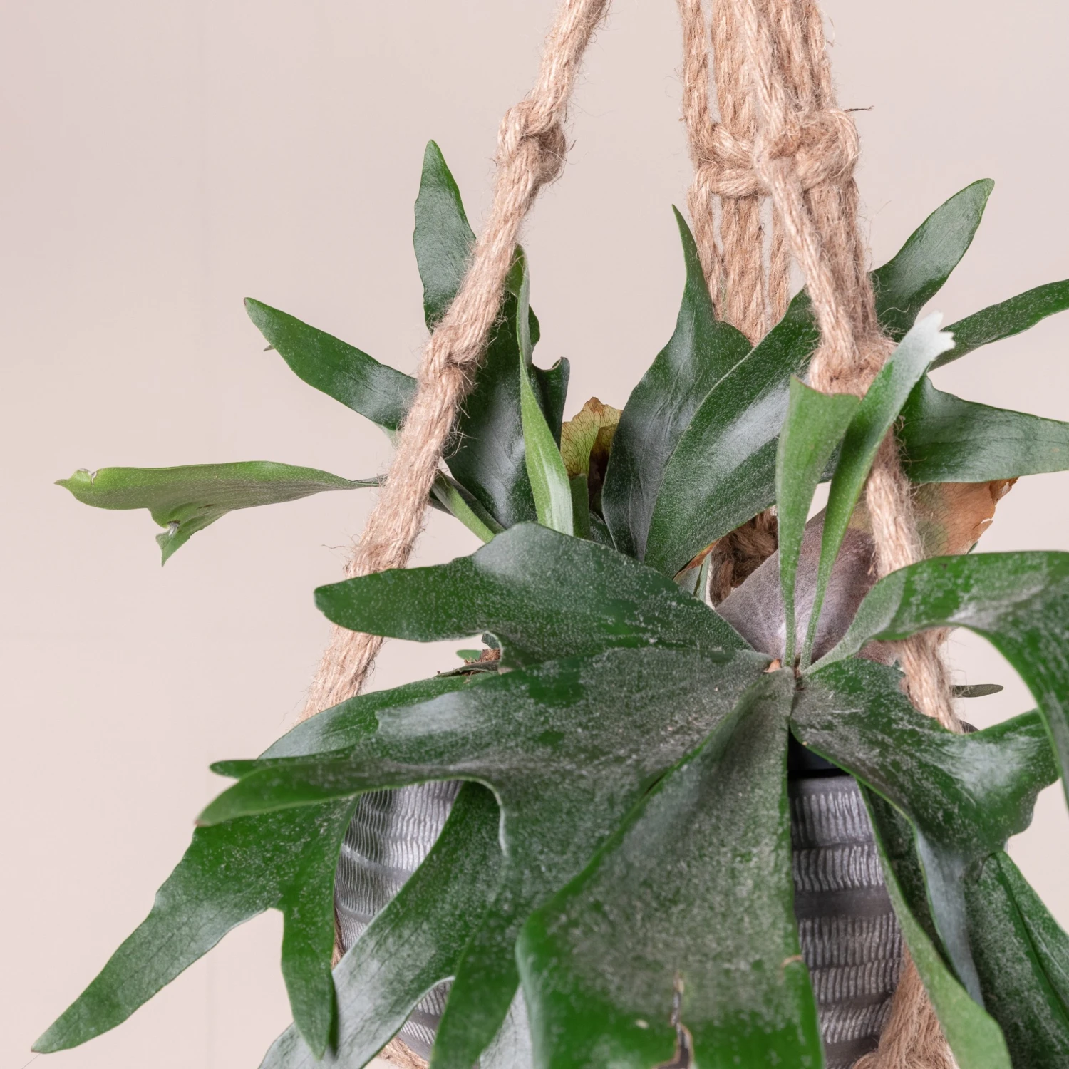 Platycerium Bifurcatum 12 Platycerium Bifurcatum - Image 12