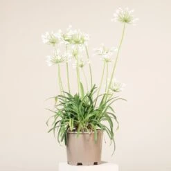 Agapanthus Africanus âAlbusâ
