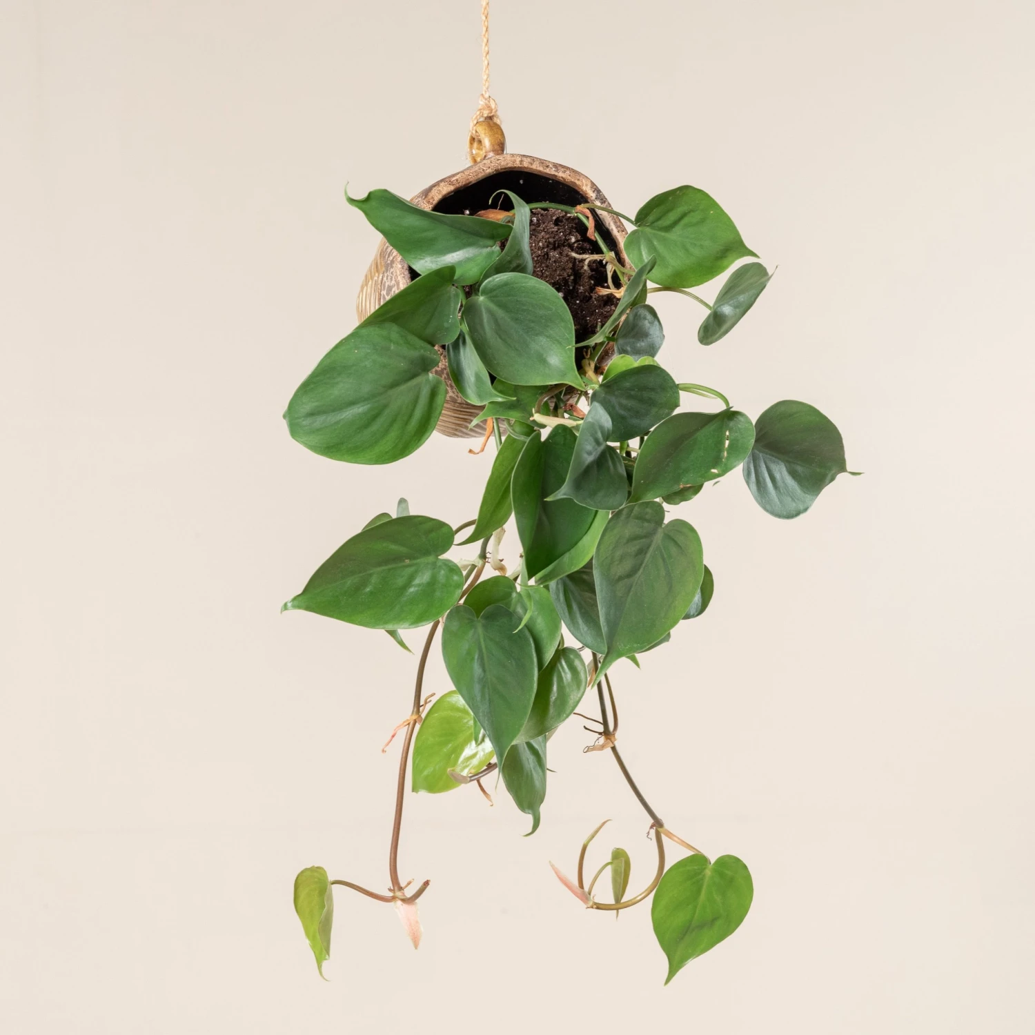 Philodendron Scandens 1 Philodendron Scandens