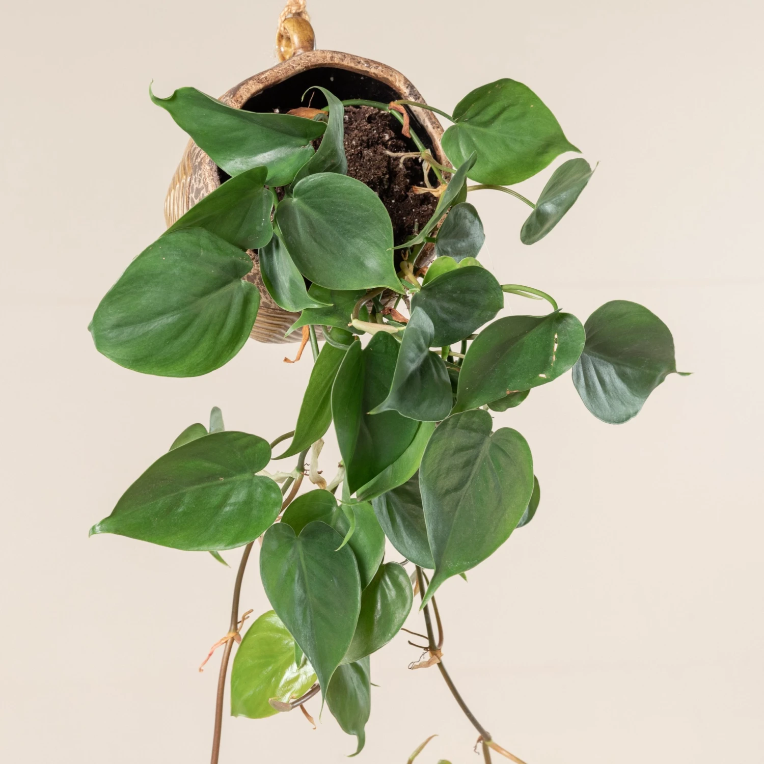 Philodendron Scandens 2 Philodendron Scandens - Image 2