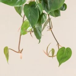 Philodendron Scandens 7 Philodendron Scandens -Plant Discount Store 378 scaled 1