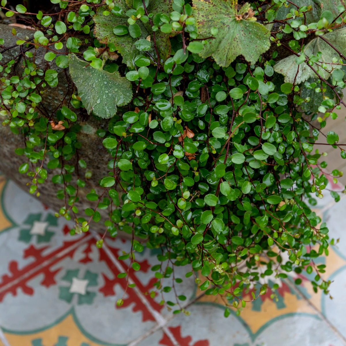 Muehlenbeckia Complexa 6 Muehlenbeckia Complexa - Image 6