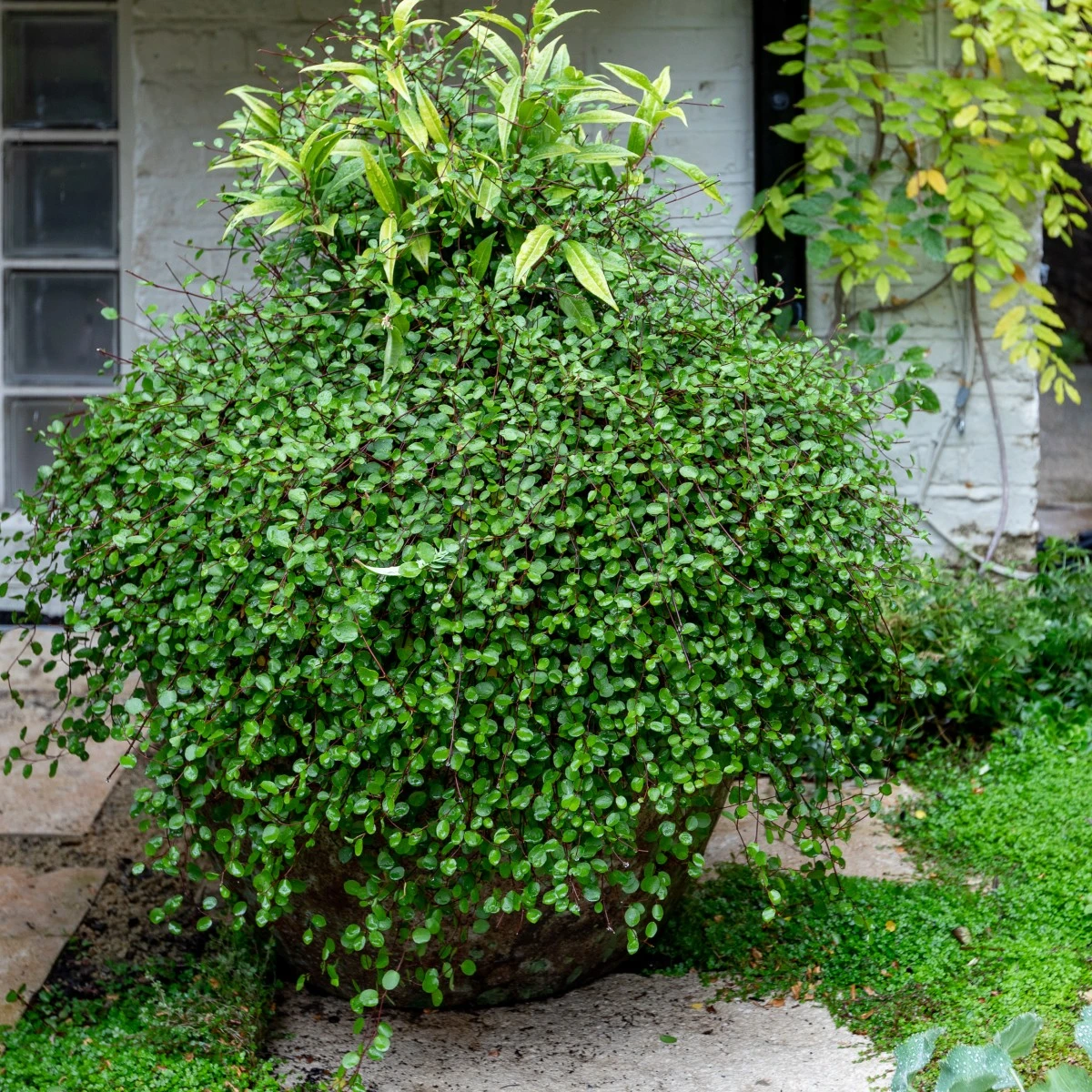 Muehlenbeckia Complexa 2 Muehlenbeckia Complexa - Image 2