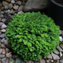 Taxus Baccata – Topiary -Plant Discount Store 3794