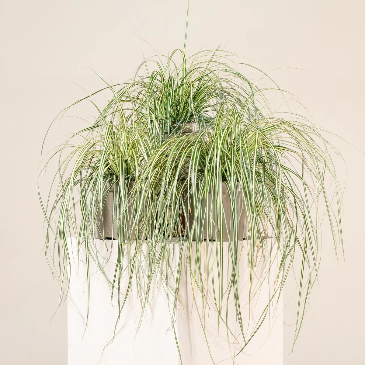 Carex Oshimensis ‘Evergold’ 1 Carex Oshimensis ‘Evergold’