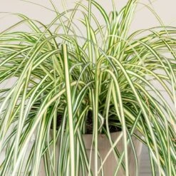 Carex Oshimensis ‘Evergold’ 7 Carex Oshimensis ‘Evergold’ -Plant Discount Store 3857