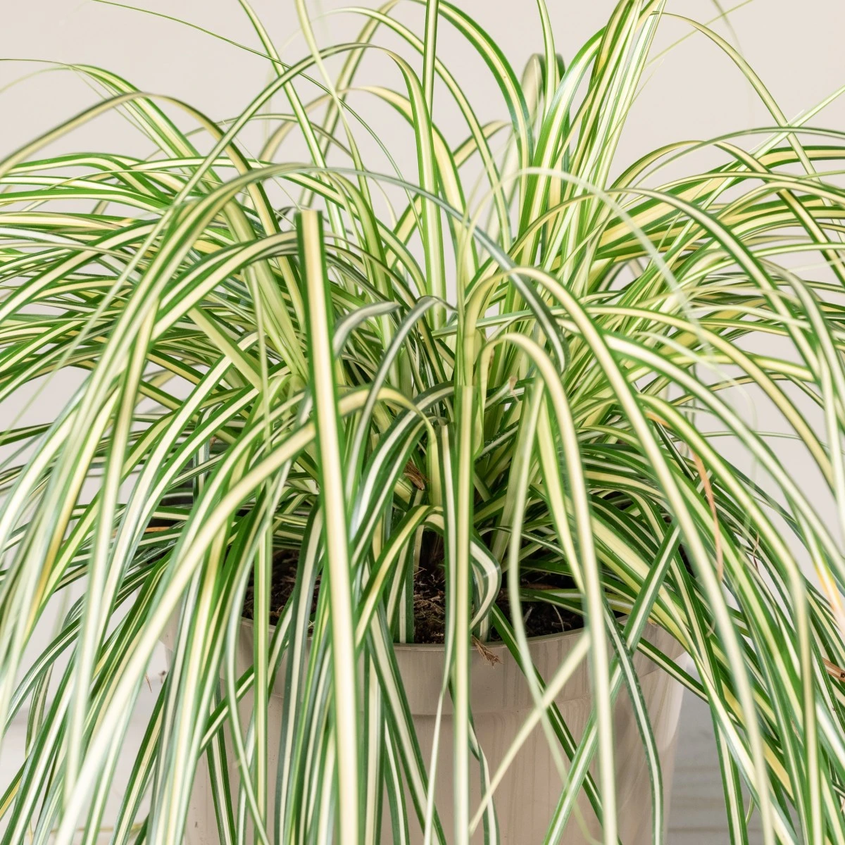 Carex Oshimensis ‘Evergold’ 3 Carex Oshimensis ‘Evergold’ - Image 3