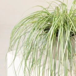 Carex Oshimensis ‘Evergold’ 8 Carex Oshimensis ‘Evergold’ -Plant Discount Store 3858